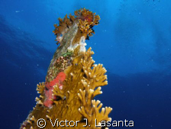 fire coral attached to the wing of the propeller of the b... by Victor J. Lasanta 